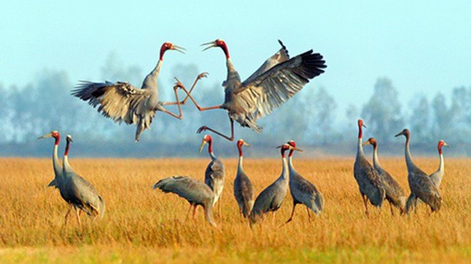 Tram Chim National Park Bird Watching Tour 3 Days